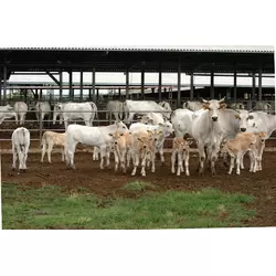 Спермопродукция быков-производителей кианской породы