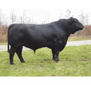 Спермопродукция быков -производителей абердин-ангуской породы