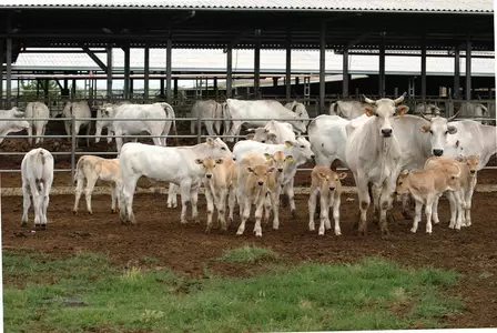 голштини північно-американської селекції голштини північно-американської селекції