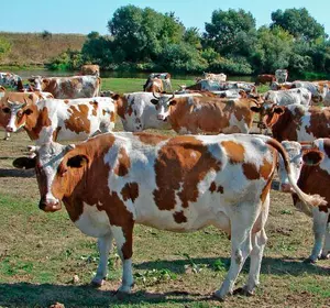 Спермопродукция быков голштинской породы "Мастеринд ГмбХ" (Германия)