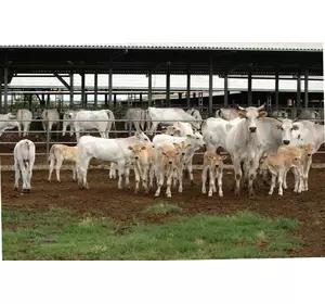 Спермопродукция быков-производителей кианской породы